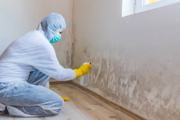 Professional Mold Remediation in Montgomery Village, MD