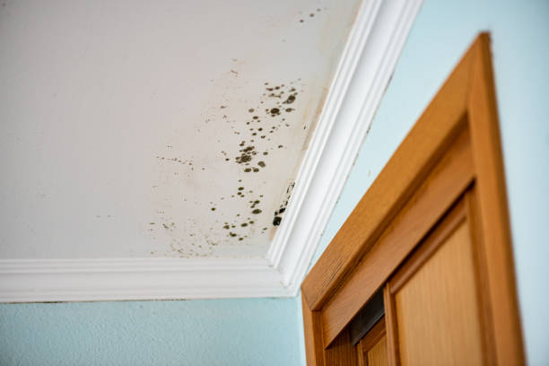 Best Basement Mold Remediation in Montgomery Village, MD