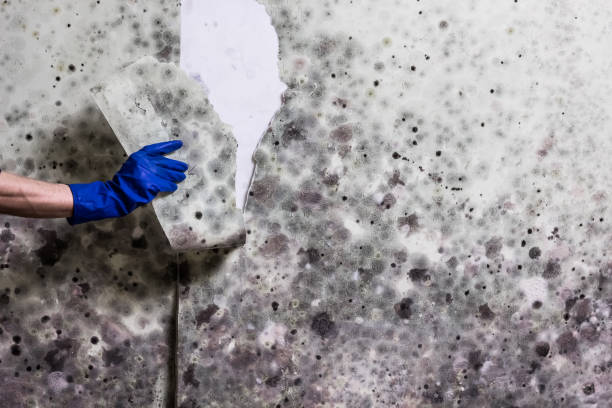 Best Kitchen Mold Remediation in Montgomery Village, MD