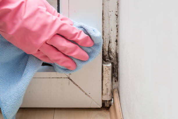 Best Commercial Mold Remediation in Montgomery Village, MD